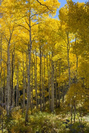 Golden Aspen in the Rocky Mountains of Colorado.の写真素材