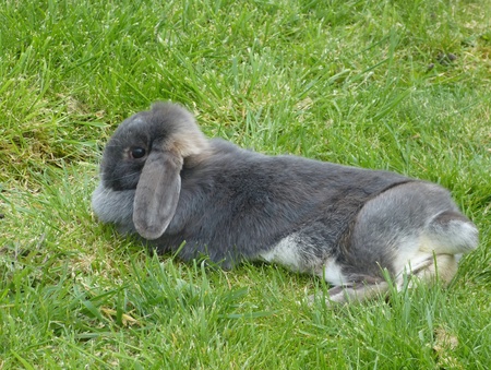 Rabbit in gardenの写真素材