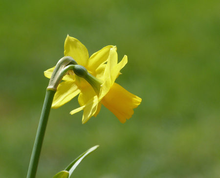 Daffodils