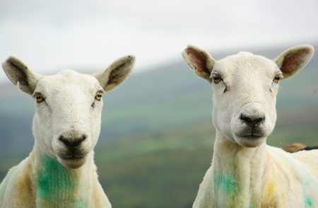 Twin sheepの写真素材