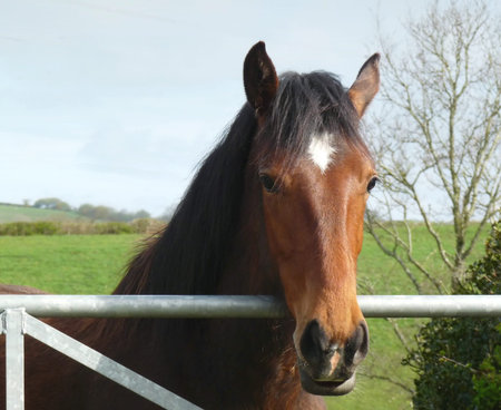 Horse looking over gateの写真素材