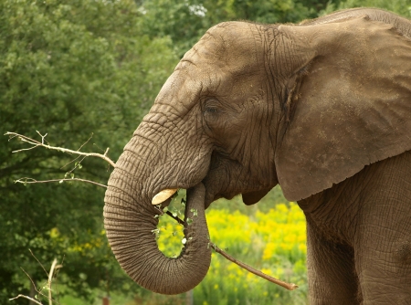 Elephant eatingの写真素材