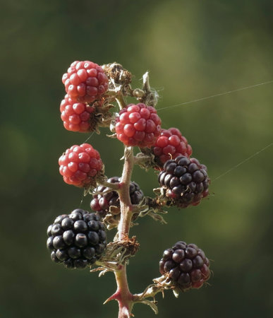 Blackberries growing