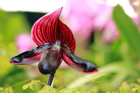 Paphiopedilumの写真素材