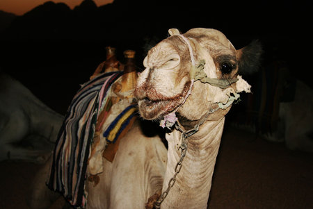 Pouting camel in Egyptian Desert