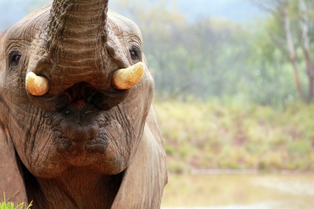 Elephant bull with trunk in the airの写真素材