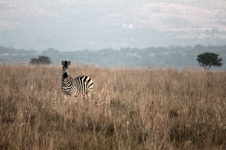 Zebra in game reserve, South Africaの写真素材