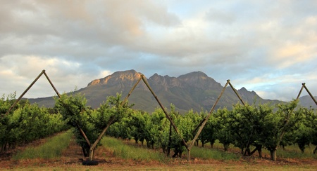 Plum orchard in Cape Winelands, South Africaの写真素材