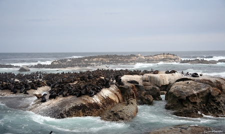 Seals on Robben Island, South Africaの写真素材