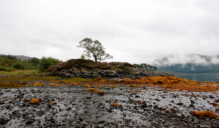 Tree on rocky outcrop in lake, Scotlandの写真素材