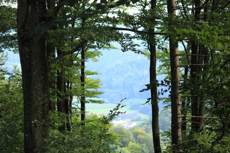 View between trees in woods Switzerlandの写真素材