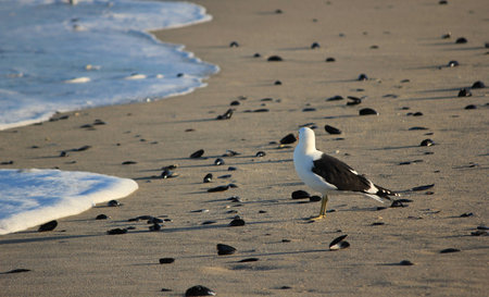 Lonely seagull on beachの写真素材