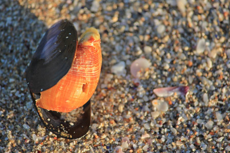 Seashell on the Beachの写真素材