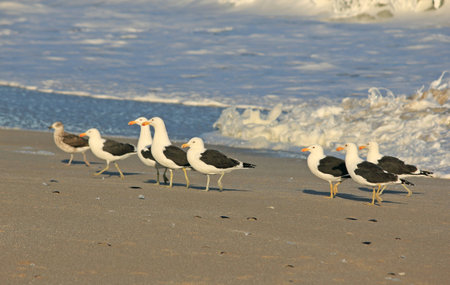 Seagulls in a row on beachの写真素材