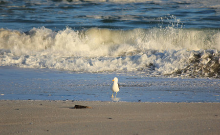 Waves and seagull on beachの写真素材