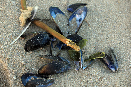 Collection of shells on beachの写真素材