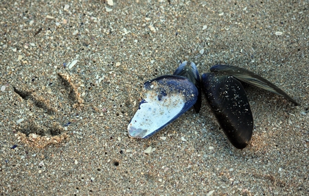 Sea shells and bird footprint in sand on beach, Shelley Point, South Africaの写真素材
