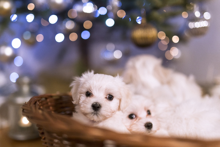 Maltese familyの写真素材