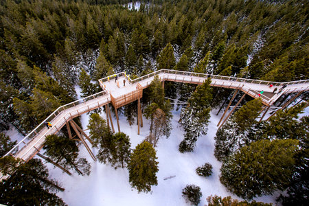 Wooden bridge and observation deck for walking through treetops. Pohorje Treetop Walk, Rogla. Slovenia, Europeの写真素材