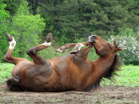 Horse in the mud, hoofs in the air                       の写真素材