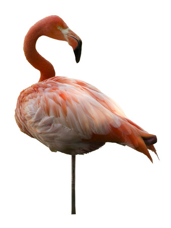pink flamingo on white backgroundの写真素材