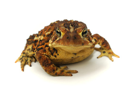 portrait of a brown and yellow toad on a white background with light shadow