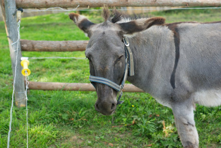 grey donkey in enclosure farm animal mammal