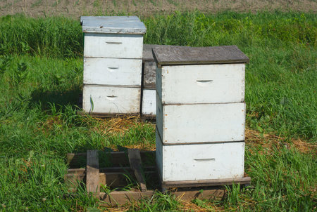 white beehives on grass at the farm for pollination or honey production