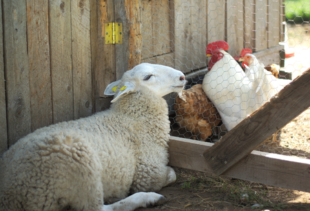 sheep relaxing outside with chickens hen in enclosure near barnの写真素材