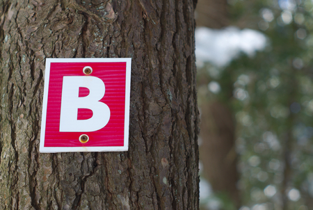 letter b type on tree trunk bark wood path signの写真素材