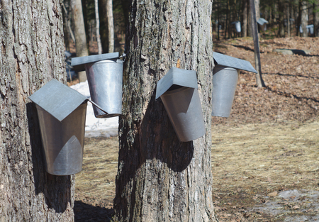 spring maple syrup harvest in metal bucket containerの写真素材