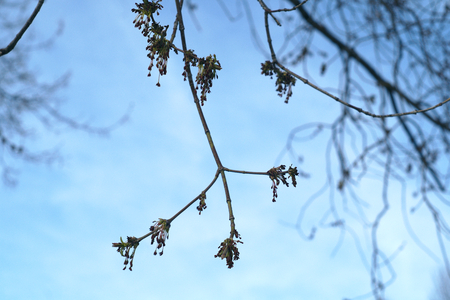 spring burgeons tree branch blue sky spring blossom seasonの写真素材