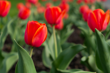 tulips red blossom bright colorful flowers gardenの写真素材