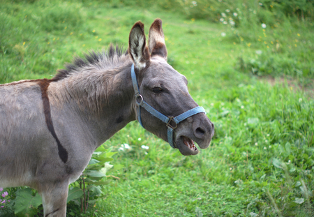 gray donkey in green field meadow country farmの写真素材
