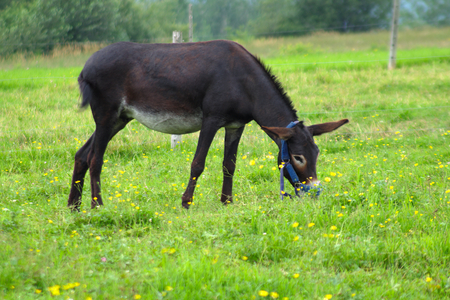 donkey jackass eating grass in green field country farm meadowの写真素材
