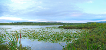marsh swamp nature ecology waterlilies and sky wildlife environmentの写真素材