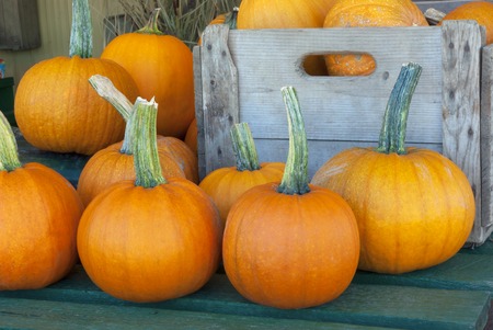 thanksgiving pumpkins on a table at the market for the halloweenの写真素材