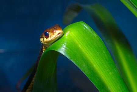 snake reptile wild animal grass-snake slithering predatorの写真素材