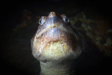 marine turtle head closeup eye reptile monster lake water animalの写真素材