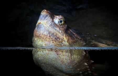 turtle head marine reptile slow animal eye closeupの写真素材