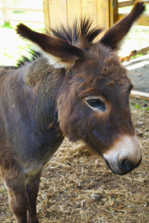 donkey jackass farm mammal mule domestic animal head