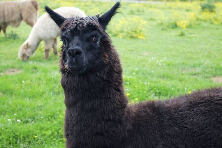 black alpaca llama head wool agriculture mammalの写真素材