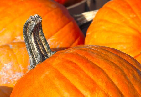 orange pumpkin organic agriculture thanksgiving harvest halloweenの写真素材
