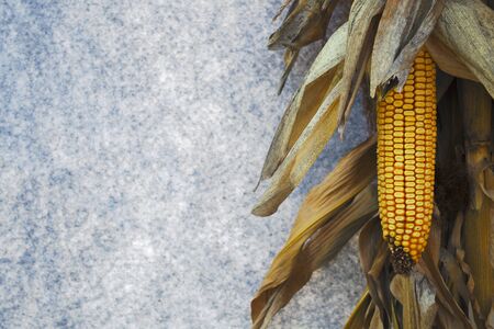 dry corn autumn decorative background country farmの写真素材
