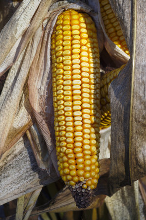 corn on cob dry vegetable autumn decoration country background 