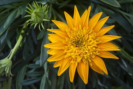 orange yellow flower sun on dark background leavesの写真素材