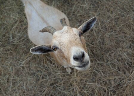 goat close up on straw background top viewの写真素材