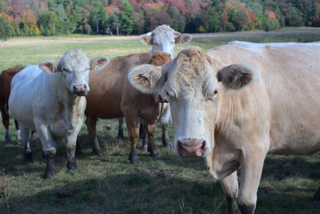 beige cows in field dairy farm livestock agriculture