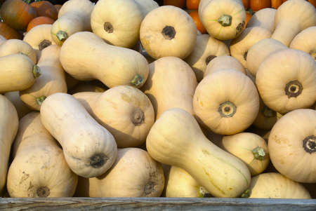 butternut squash at the market organic vegetable farmの写真素材