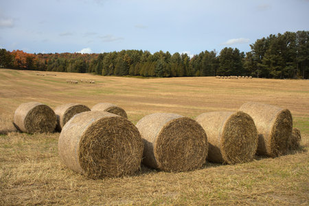 hay bales in agriculture field country landscape